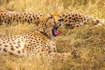 A cheetah yawning in the Masai Mara. Kenya