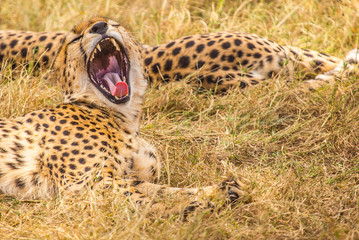 A tired cheetah in the Masai Mara. Kenya
