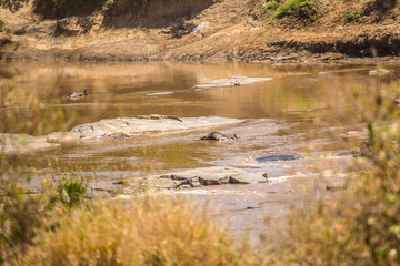 The river and complicated place of passage for the wildebeest in the Masai Mara. Kenya