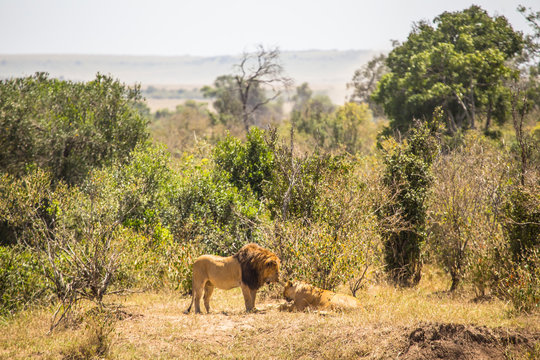 A lion and a lioness on a hill in the Masai Mara. Kenya