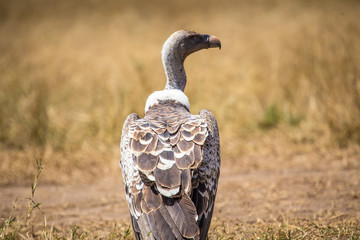 Detail of a vultures in the Masai Mara. Kenya