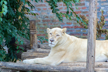 Fototapeta premium Albino lioness portrait
