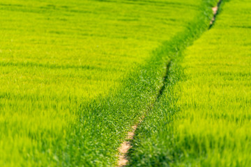 Obraz na płótnie Canvas Moravian fields. Path through field. Bright and juicy green grasses. Path on the right side.