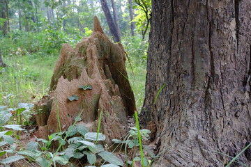 Fototapeta na wymiar Termite mound in Chitwan National Park