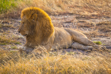 An impressive lion looking left at the Masai Mara. Kenya
