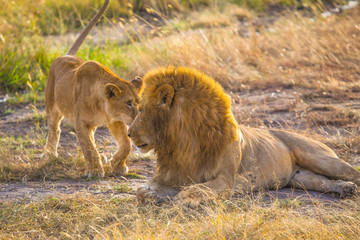 A lioness watching a lion in the Masai Mara. Kenya
