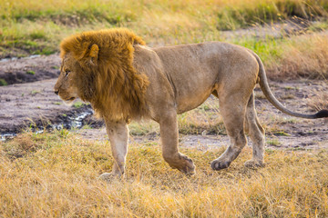 An impressive lion walking in the Masai Mara. Kenya