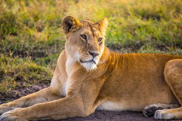 Fototapeta na wymiar A young lioness in the Masai Mara. Kenya