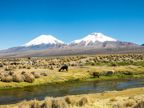 landscape of the Andes Mountains, with llamas grazing