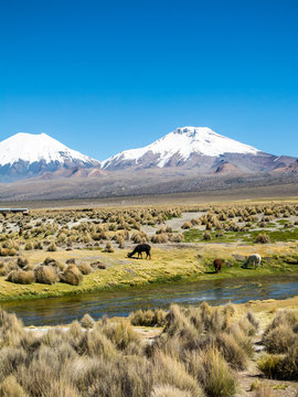 landscape of the Andes Mountains, with llamas grazing