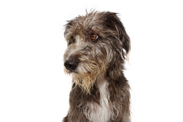 Portrait scared, serious and attentive black dog profile, isolated on white background.