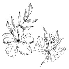 Vector Tropical flowers and leaves isolated. Black and white engraved ink art. Isolated plant illustration element.