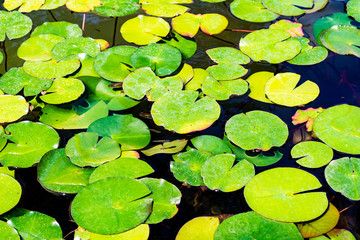 water lily leaves background
