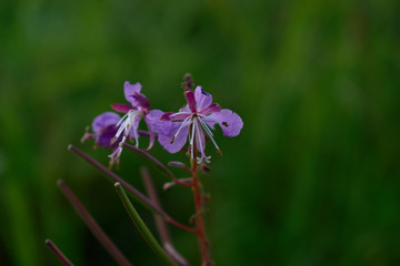 Flowers in the forest at sunset