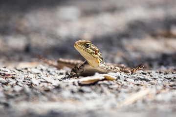 A lizard in the Nakuru National Park. Kenya