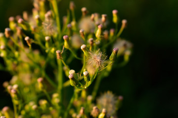 Flowers in the forest at sunset