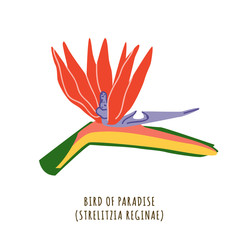 Bird of paradise tropical flower