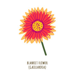 Blanket flower