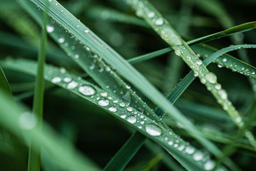 rain drops on the grass