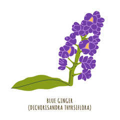 Blue ginger tropical flower