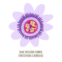 Blue passion tropical flower