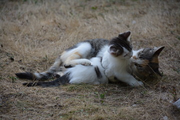 Chatte et son chaton - Moments de tendresse et de partage affectif