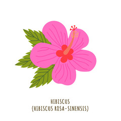 Hibiscus tropical flower
