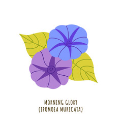 Morning glory tropical flower