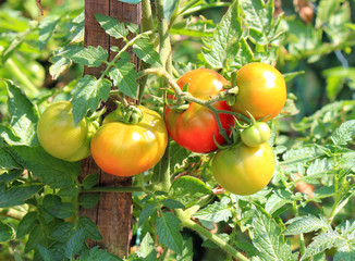 harvest of ripe tasty tomato in a summer garden