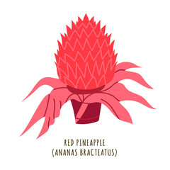 Red pineapple tropical flower