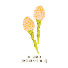 True ginger tropical flower
