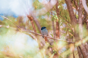 Small endemic songbird from Reunion Island called Zoizo La Vierge or Chakouat posed on a branch