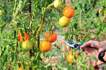 harvest of ripe tasty tomato in a summer garden
