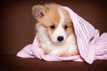 little welsh corgi puppy in a blanket