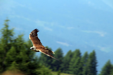 falco