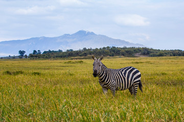 Fototapeta na wymiar A zebra and background in mount at Hell's Gate Park in Naivasha, Kenya