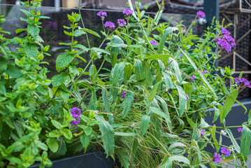 nice flowers in the containers