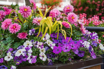 nice flowers in the containers