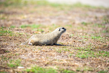 European ground squirrel, Spermophilus citellus, aka European souslik. Small cute rodent in natural habitat