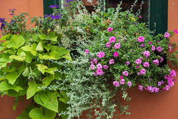 nice flowers in the containers