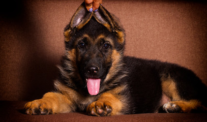 cute shepherd puppy lies on a sofa