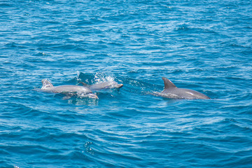 Fototapeta premium Dolphins playing winged from a ship on the island of Wasini. Kenya