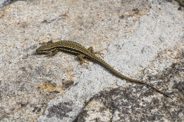 Common wall lizard getting warm in the sun on a wall