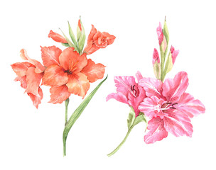 pink and red gladiolus flowers drawing watercolor on a white background