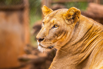 A lioness looking left at the Nairobi orphanage. Kenya