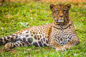 A leopard sitting looking straight ahead at the Nairobi orphanage. Kenya