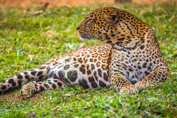 A leopard looking left at the Nairobi orphanage. Kenya