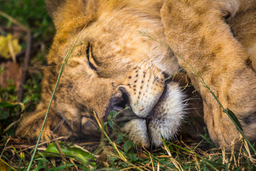 A young lion sleeping in the grass of the Nairobi Orphanage, Kenya