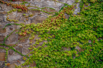 Old stone wall with ivy as background. Multicolor ivy on the wild stone wall