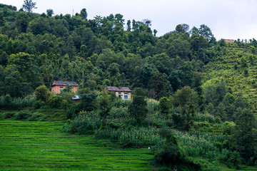 Fototapeta na wymiar Beautiful landscape of nepali farm field and houses